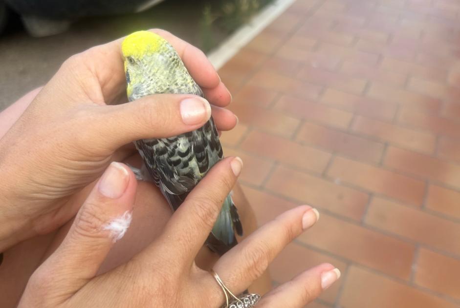 Fundmeldung Vogel Unbekannt Penta-di-Casinca Frankreich Fundmeldung Vogel Unbekannt Penta-di-Casinca Frankreich