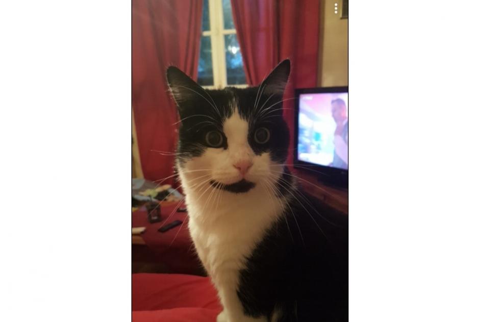 Disappearance alert Cat Male , 11 years Saint-Germain-la-Blanche-Herbe France Disappearance alert Cat Male , 11 years Saint-Germain-la-Blanche-Herbe France