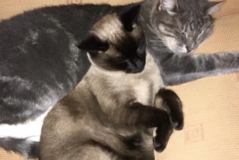Alerta de Desaparición Gato Hembra , 3 años Listrac-Médoc Francia Alerta de Desaparición Gato Hembra , 3 años Listrac-Médoc Francia