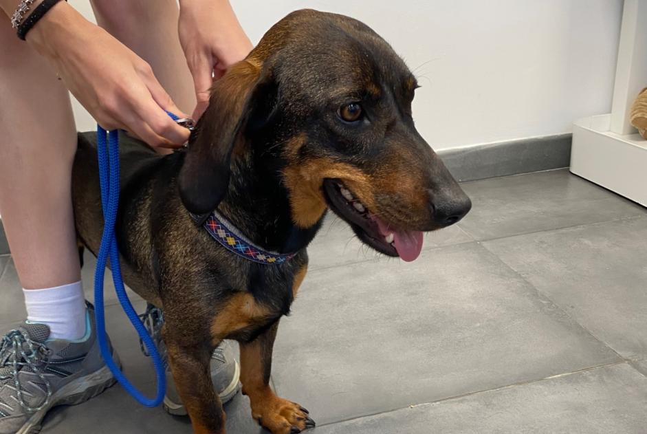 Alerta de Hallazgo Perro cruce Hembra Coti-Chiavari Francia