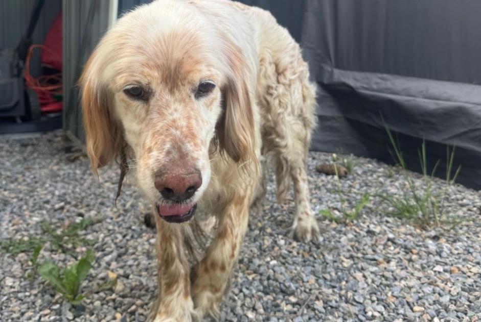 Alerta de Hallazgo Perro Macho Bordères-sur-l'Échez Francia Alerta de Hallazgo Perro Macho Bordères-sur-l'Échez Francia