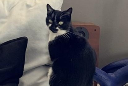 Alerte Disparition Chat Femelle , 8 ans Santa-Reparata-di-Balagna France Alerte Disparition Chat Femelle , 8 ans Santa-Reparata-di-Balagna France