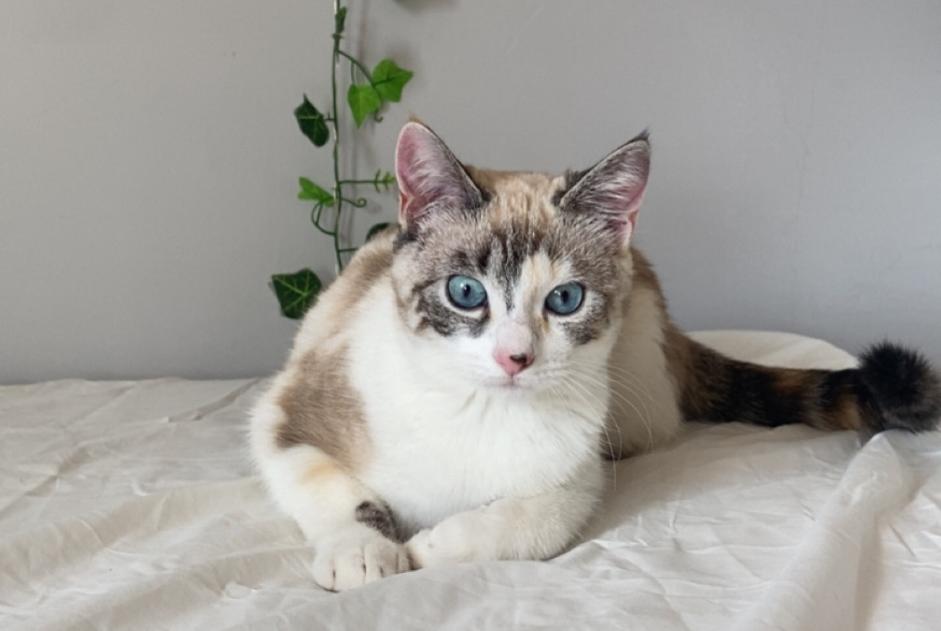 Alerte Disparition Chat Femelle , 1 ans Toulouse France Alerte Disparition Chat Femelle , 1 ans Toulouse France