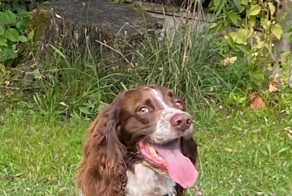 Alerte Disparition Chien Mâle , 5 ans Ambès France Alerte Disparition Chien Mâle , 5 ans Ambès France
