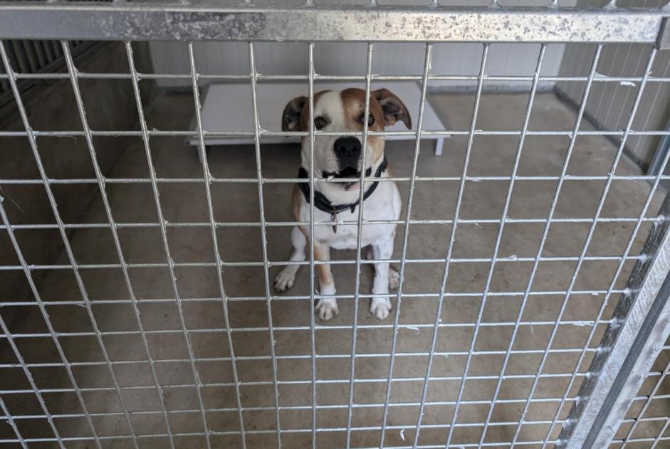 Alerte Découverte Chien croisement Mâle Vitré France