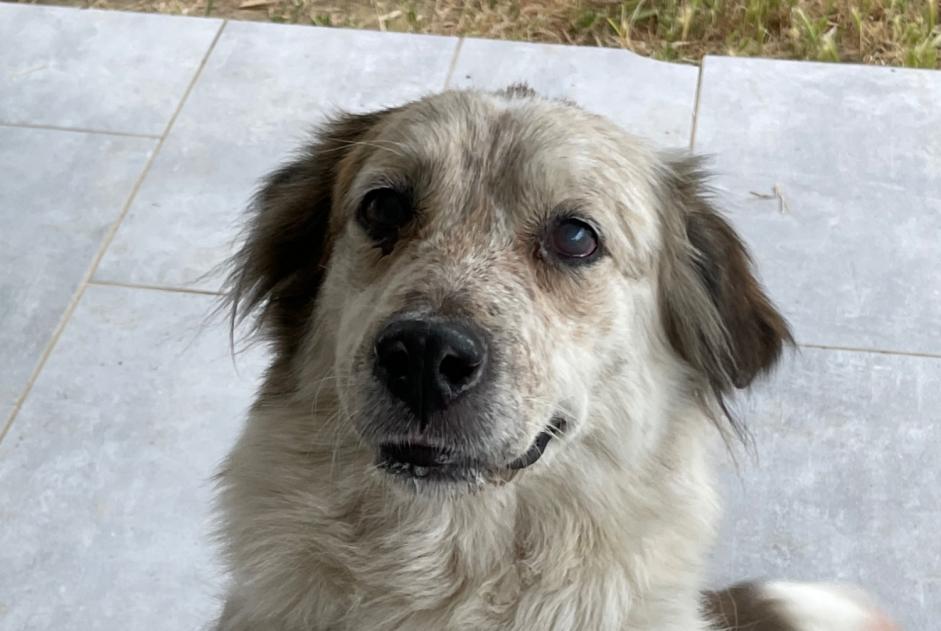 Alerte Découverte Chien croisement Femelle Vero France