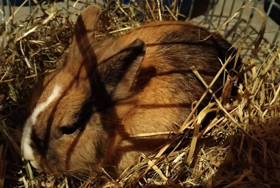 Alerte Découverte Lapin Inconnu Blanquefort France
