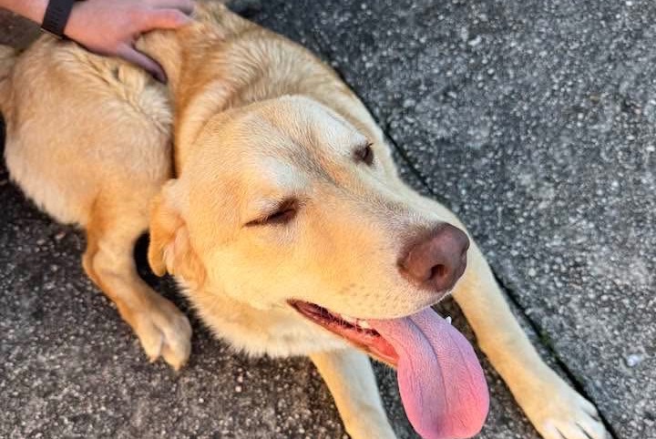 Avviso Ritrovamento Cane incrocio di razze Maschio Sarrola-Carcopino Francia Avviso Ritrovamento Cane incrocio di razze Maschio Sarrola-Carcopino Francia