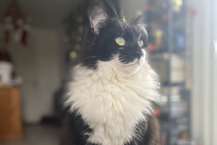 Avviso scomparsa Gatto incrocio di razze Maschio , 3 anni Listrac-Médoc Francia