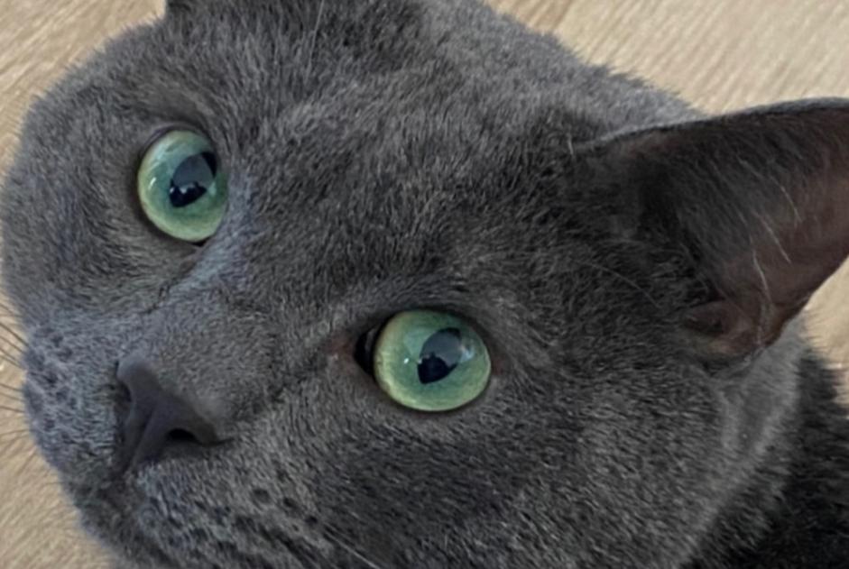 Avviso scomparsa Gatto Maschio , 4 anni Porto-Vecchio Francia