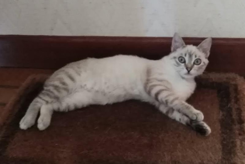 Avviso scomparsa Gatto incrocio di razze Femmina , 1 anni Fontet Francia