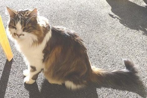 Avviso scomparsa Gatto incrocio di razze Maschio , 20 anni Les Fontenelles Francia Avviso scomparsa Gatto incrocio di razze Maschio , 20 anni Les Fontenelles Francia