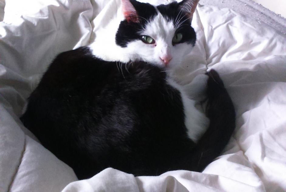 Avviso scomparsa Gatto Femmina , 12 anni Montaut-les-Créneaux Francia Avviso scomparsa Gatto Femmina , 12 anni Montaut-les-Créneaux Francia