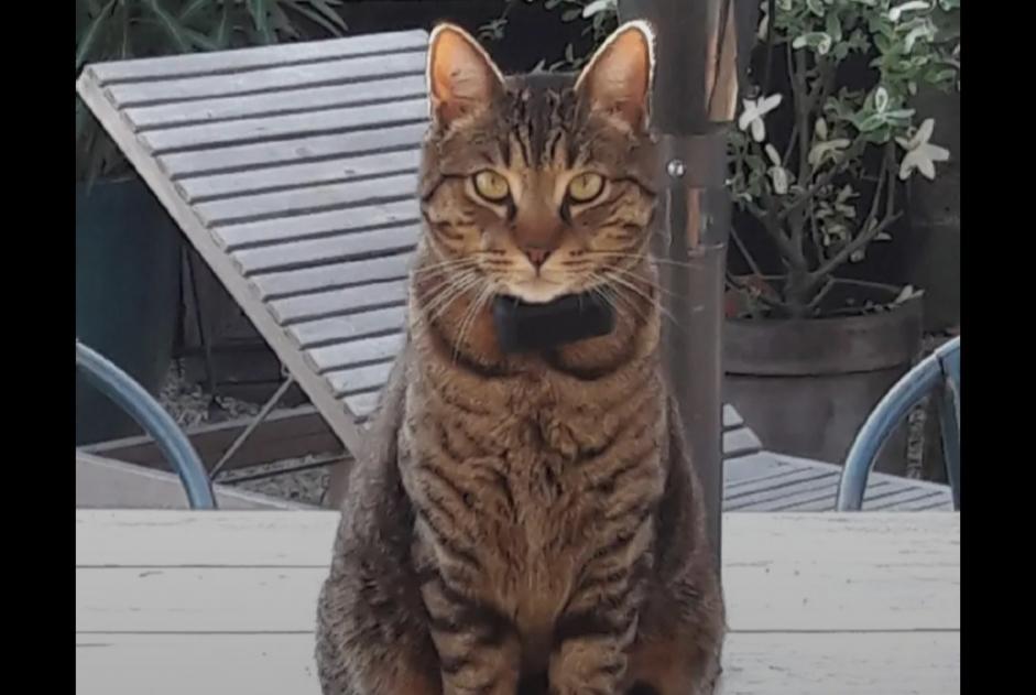 Avviso scomparsa Gatto incrocio di razze Maschio , 3 anni Lanton Francia Avviso scomparsa Gatto incrocio di razze Maschio , 3 anni Lanton Francia
