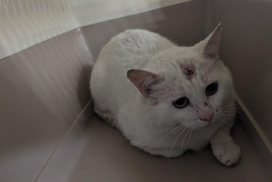 Avviso Ritrovamento Gatto Maschio Châteaubourg Francia Avviso Ritrovamento Gatto Maschio Châteaubourg Francia