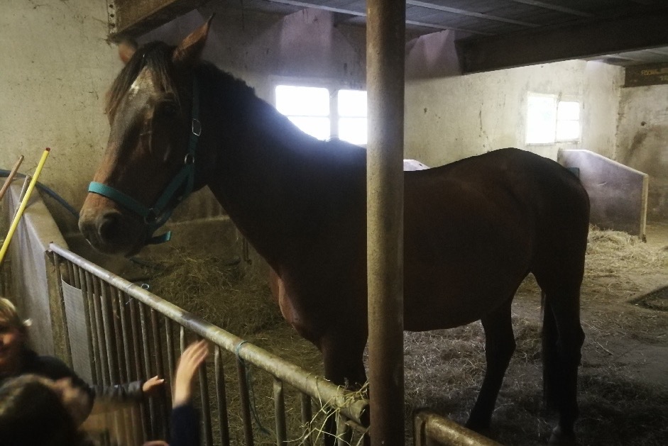 Ontdekkingsalarm Paard Mannetje Gerde Frankrijk