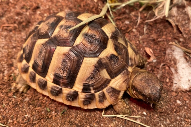 Verdwijningsalarm Schildpad Vrouwtje , 2025 jaar Frouzins Frankrijk Verdwijningsalarm Schildpad Vrouwtje , 2025 jaar Frouzins Frankrijk