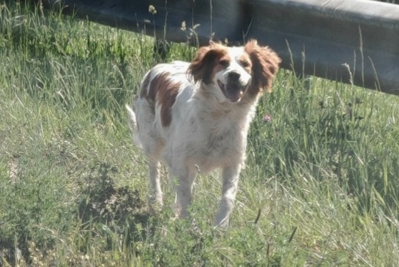 Alerta descoberta Cão  Desconhecido Mérignac France