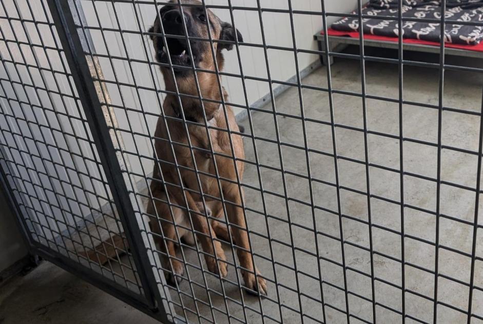 Alerta descoberta Cão Macho Vitré France Alerta descoberta Cão Macho Vitré France