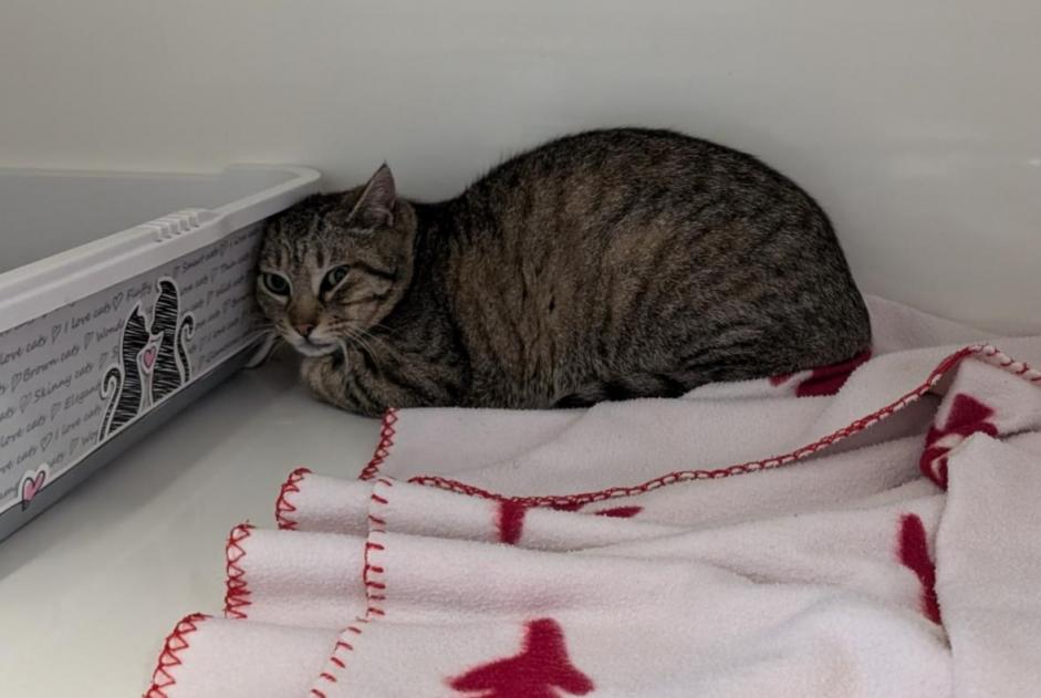 Alerta descoberta Gato Desconhecido Vitré France Alerta descoberta Gato Desconhecido Vitré France